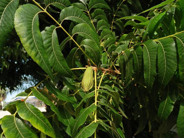 Ořechovec pekanový (Carya illinoinensis (Wangenh.) K. Koch)