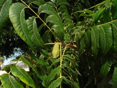 Ořechovec pekanový (Carya illinoinensis (Wangenh.) K. Koch)    
