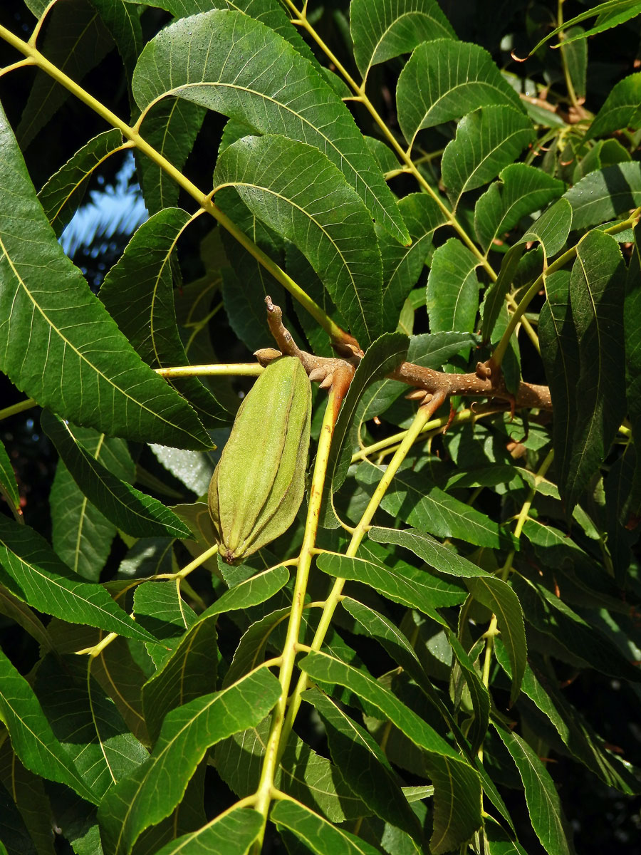 Ořechovec pekanový (Carya illinoinensis (Wangenh.) K. Koch)