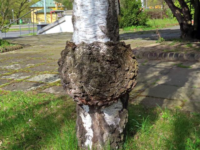 Nádor na bříze bělokoré (Betula pendula Roth) (2c)