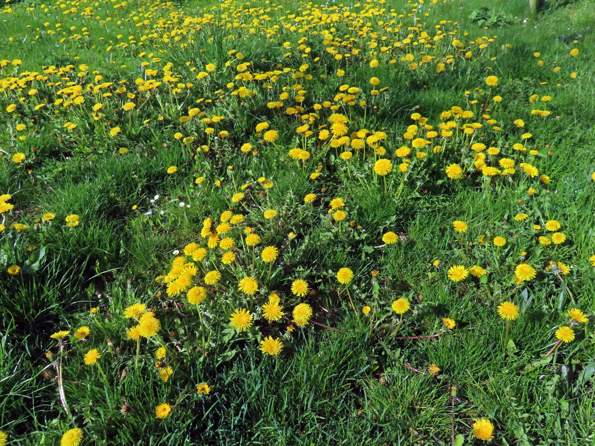 Smetánka lékařská (Taraxacum officinale L.)