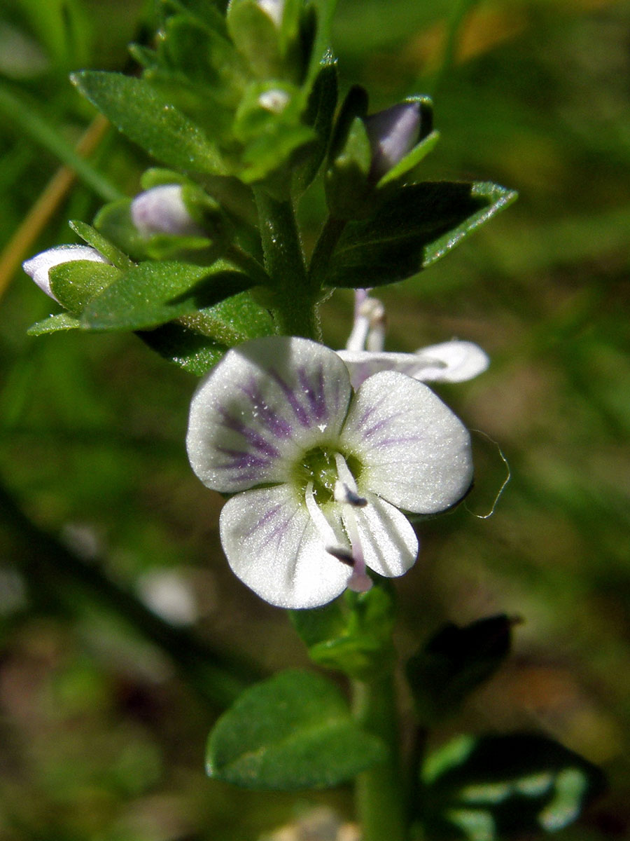 Rozrazil douškolistý (Veronica serpyllifolia L.)