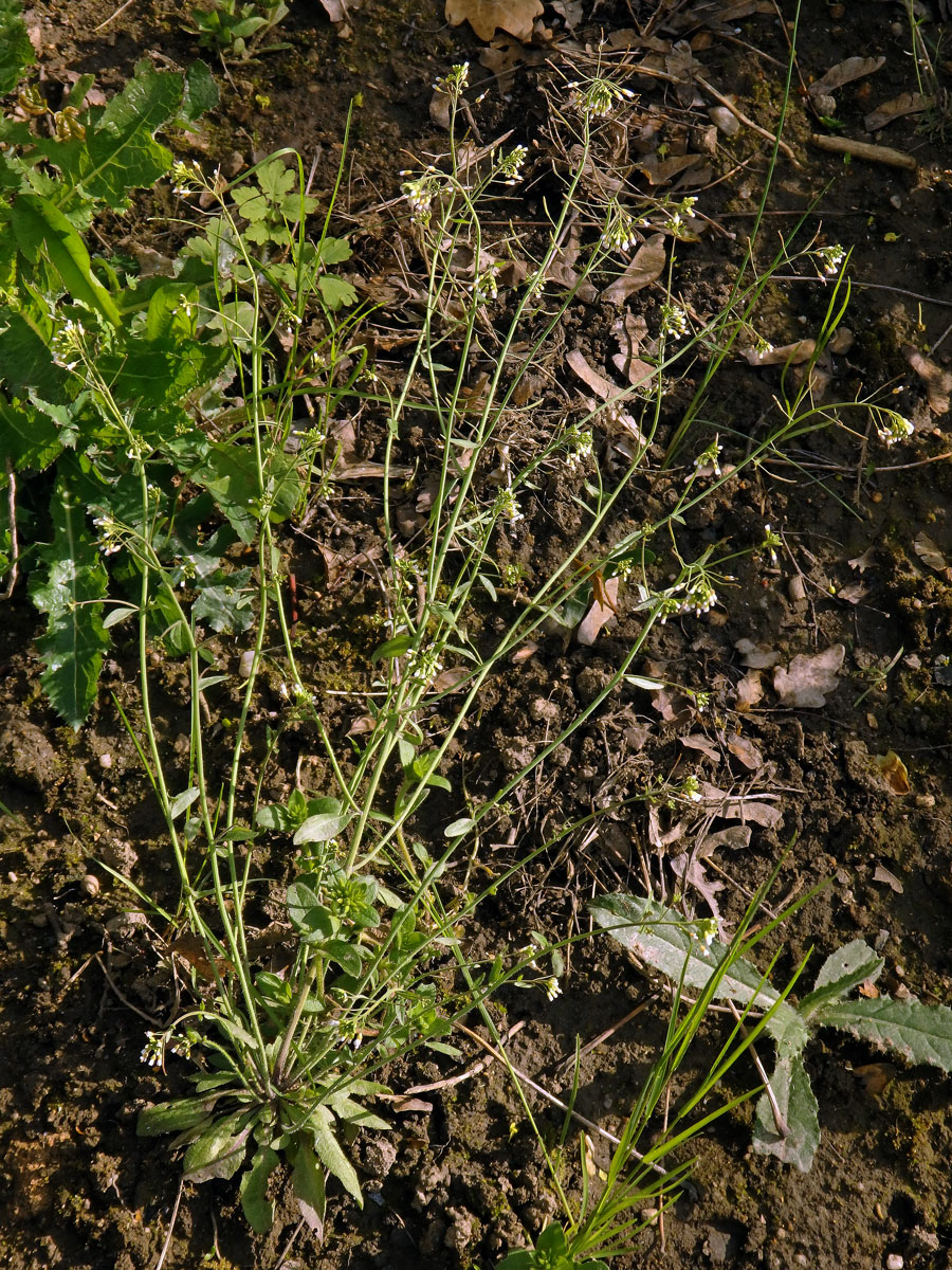 Huseníček rolní (Arabidopsis thaliana (L.) Heynh.)