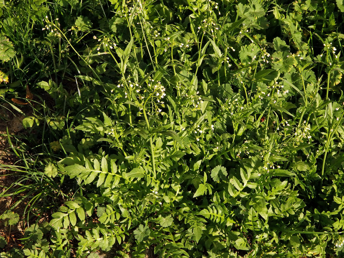 Kokoška pastuší tobolka (Capsella bursa-pastoris (L.) Med.)