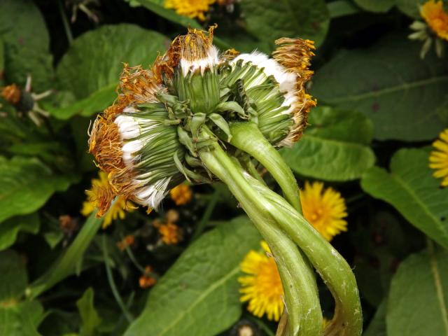 Smetánka lékařská (Teraxacum officinale L.) - fasciace stonku (36b)