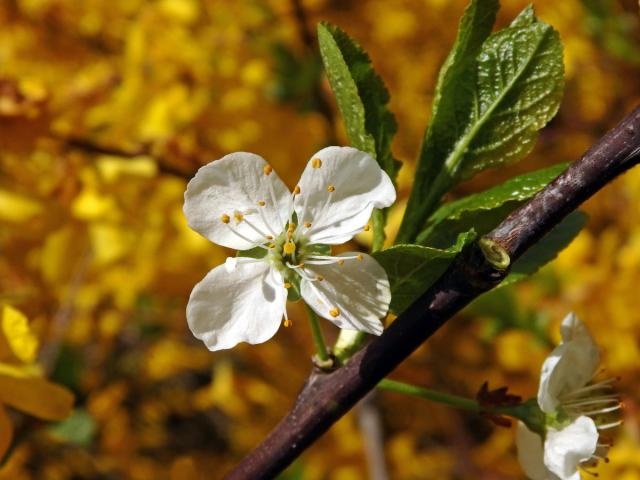 Slivoň švestka (Prunus domestica L.), čtyřčetný květ