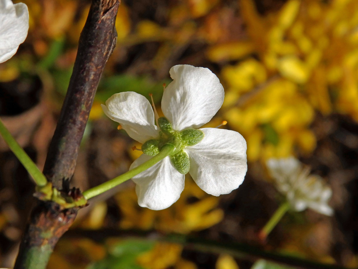 Slivoň švestka (Prunus domestica L.), čtyřčetný květ