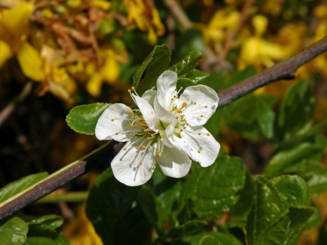 Slivoň švestka (Prunus domestica L.), zdvojený květ (3)