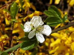 Slivoň švestka (Prunus domestica L.), zdvojený květ (4)