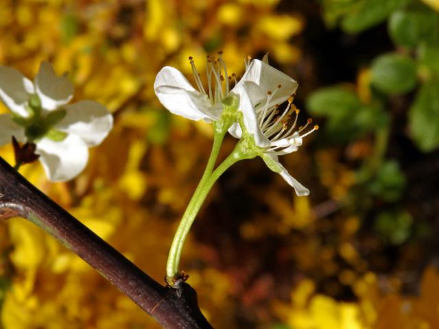 Slivoň švestka (Prunus domestica L.), zdvojený květ (6)