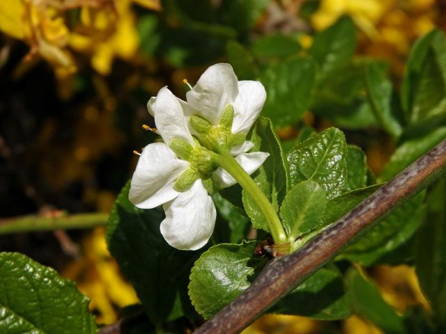 Slivoň švestka (Prunus domestica L.), zdvojený květ (7)