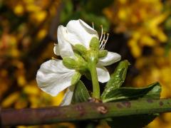 Slivoň švestka (Prunus domestica L.), zdvojený květ (8)