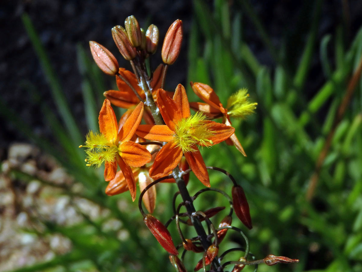 Bulbine frutescens (L.) Willd.