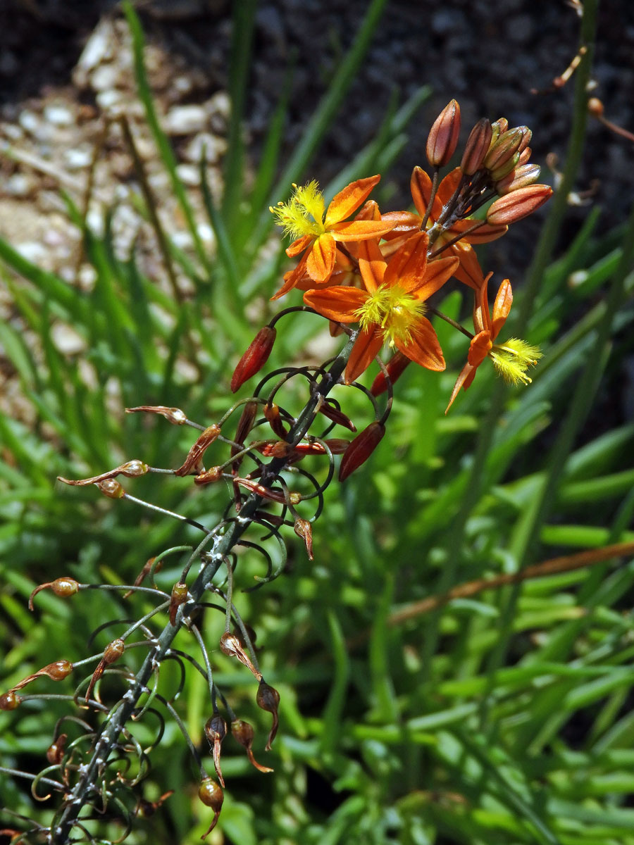 Bulbine frutescens (L.) Willd.