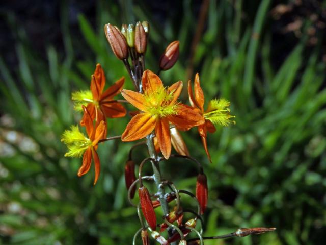 Bulbine frutescens (L.) Willd.