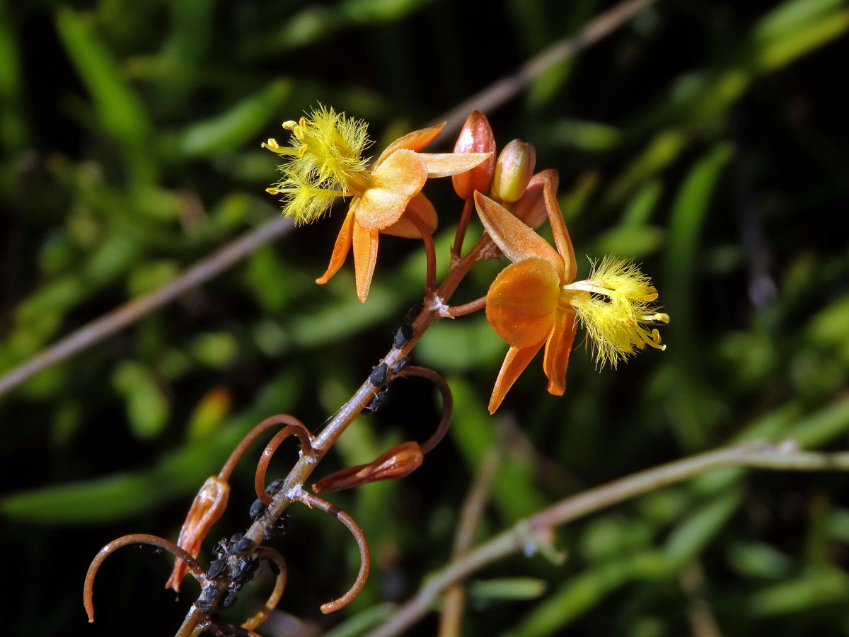 Bulbine frutescens (L.) Willd.