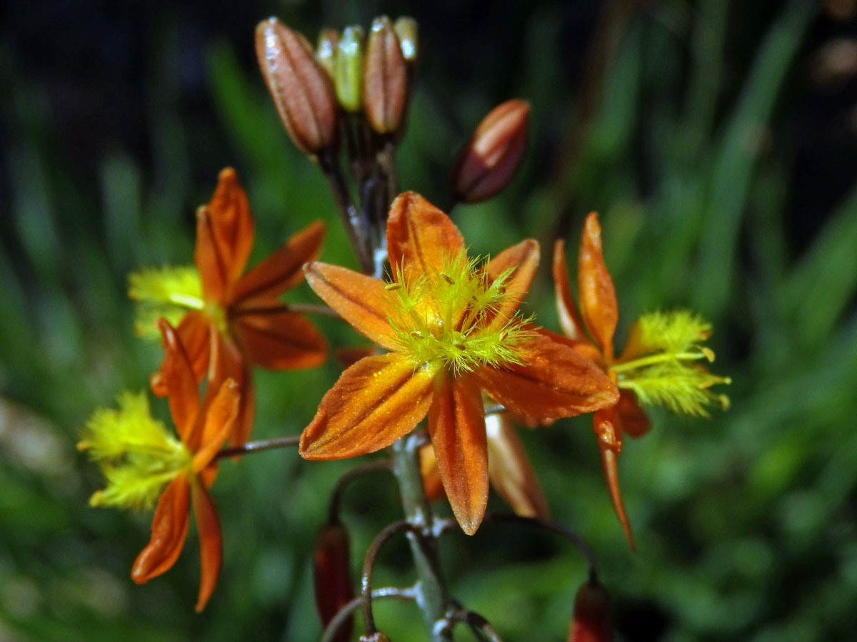 Bulbine frutescens (L.) Willd.