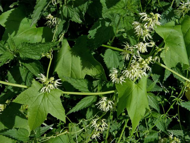 Štětinec laločnatý (Echinocystis lobata (Michx.) Torr. et Gray)