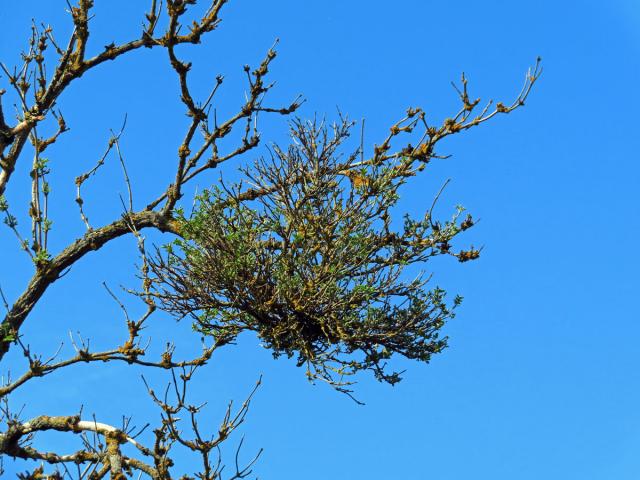 Čarověník na bezu černém (Sambucus nigra L.) (1c)