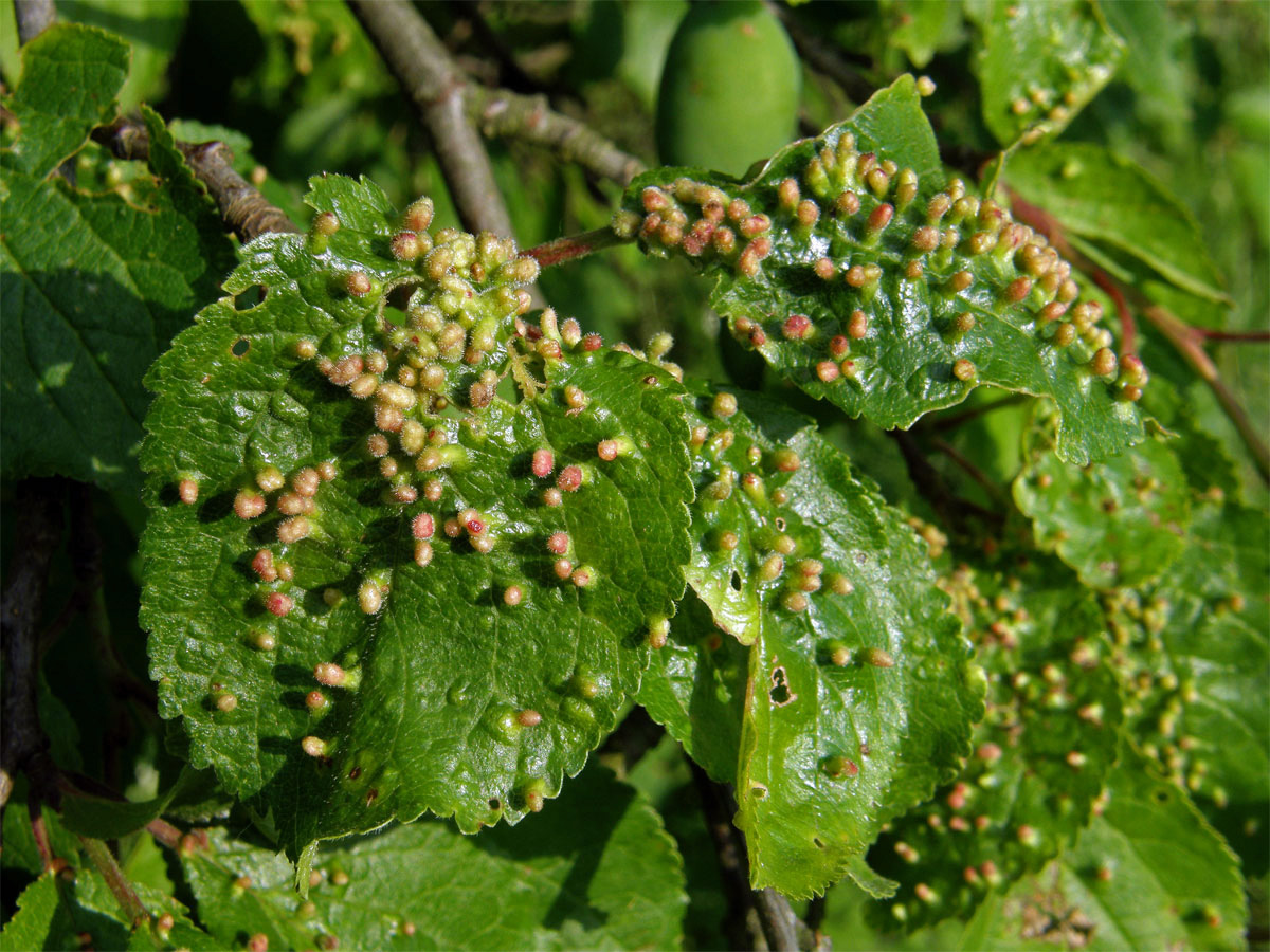 Hálky vlnovíka (Eriophyes padi prunianus), slivoň švestka