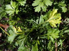 Chybění chlorofylu pelyňku černobýlu (Artemisia vulgaris L.)