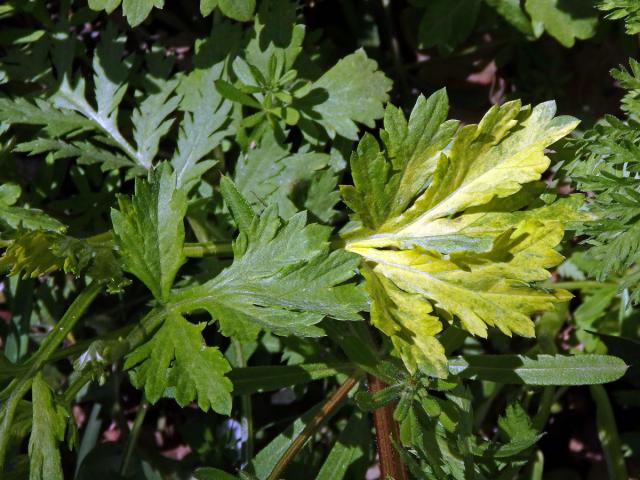 Chybění chlorofylu pelyňku černobýlu (Artemisia vulgaris L.) (1b)