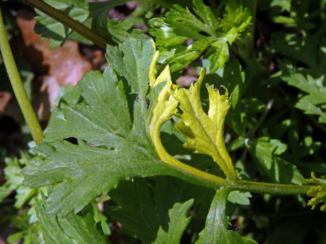 Chybění chlorofylu pelyňku černobýlu (Artemisia vulgaris L.) (1e)