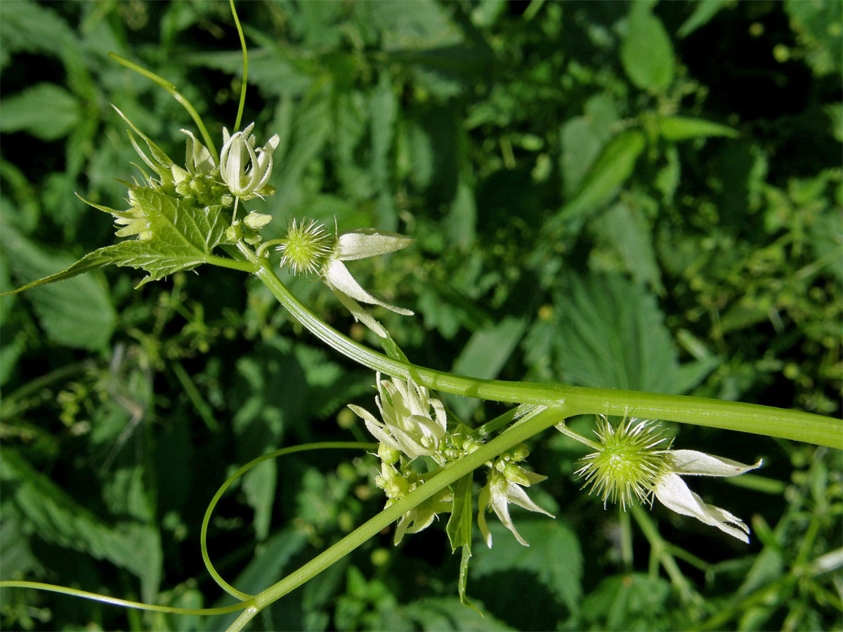 Štětinec laločnatý (Echinocystis lobata (Michx.) Torr. et Gray)