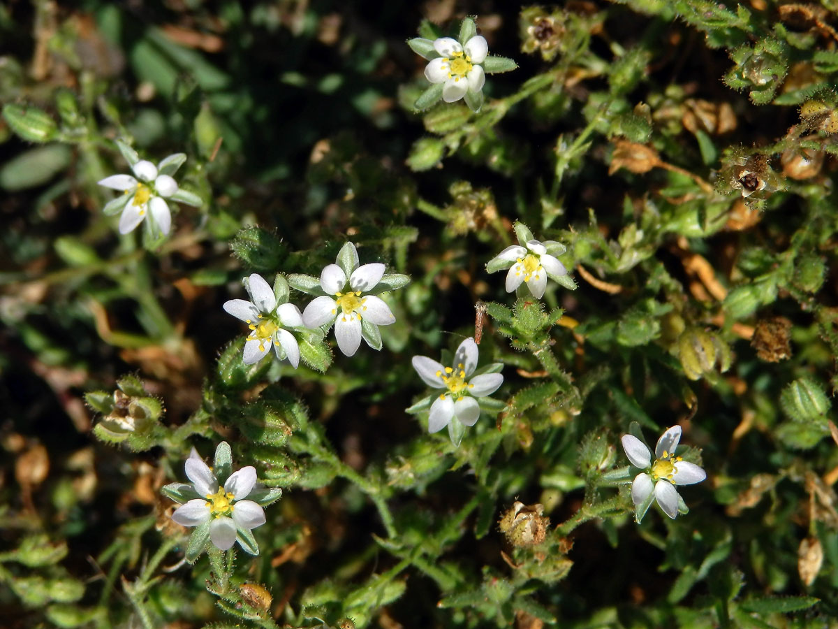 Kuřinka (Spergularia bocconei (Scheele) Asch. et Graebn.)