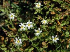 Kuřinka (Spergularia bocconei (Scheele) Asch. et Graebn.)