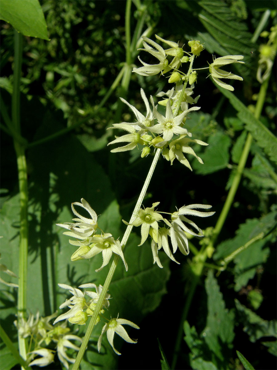 Štětinec laločnatý (Echinocystis lobata (Michx.) Torr. et Gray)