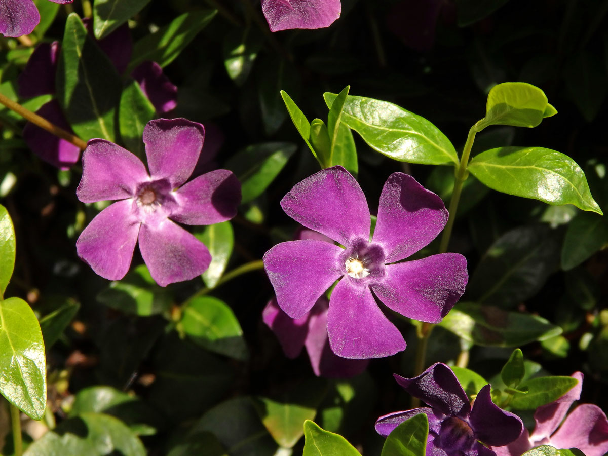 Barvínek menší (Brčál barvínek) (Vinca minor L.) s fialově zbarveným květem (3c)