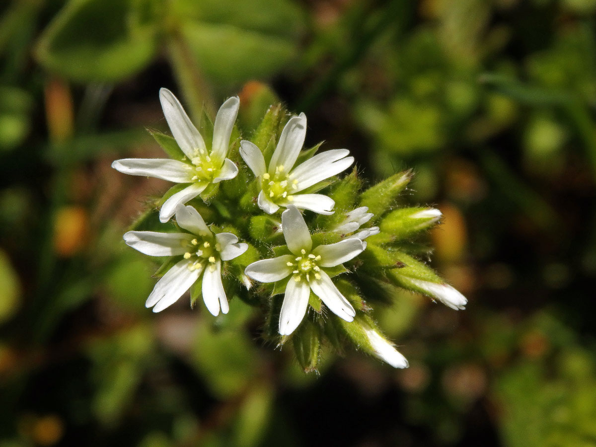 Rožec klubkatý (Cerastium glomeratum Thuill.)