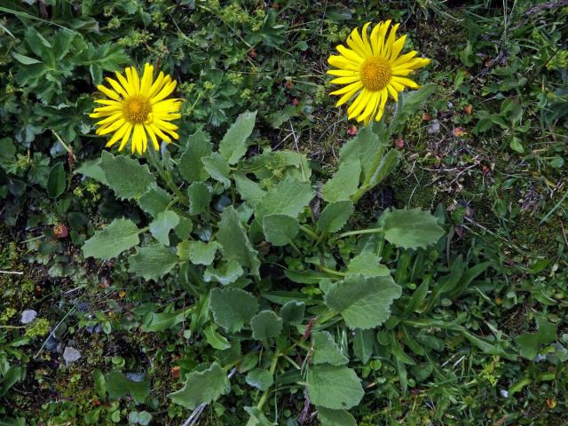 Kamzičník velkokvětý (Doronicum grandiflorum Lam.)