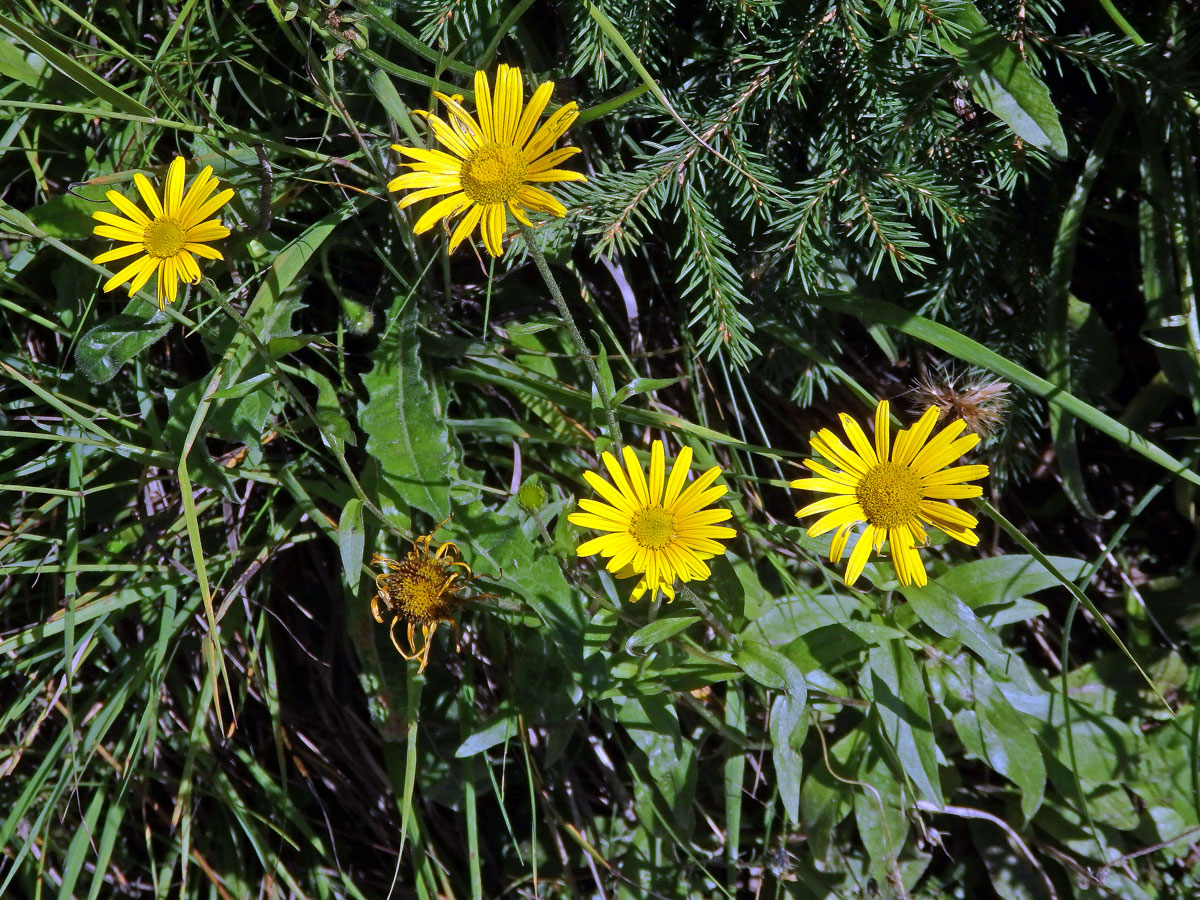 Kamzičník velkokvětý (Doronicum grandiflorum Lam.)