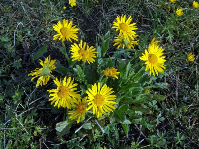 Kamzičník velkokvětý (Doronicum grandiflorum Lam.)