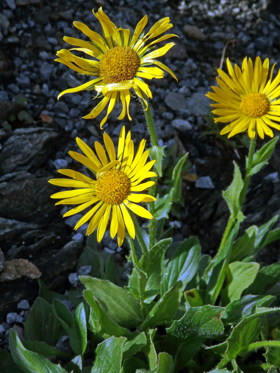 Kamzičník velkokvětý (Doronicum grandiflorum Lam.)