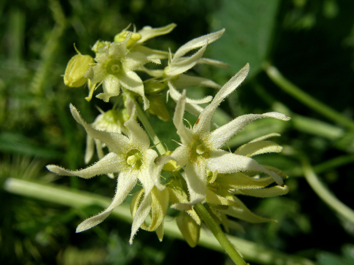 Štětinec laločnatý (Echinocystis lobata (Michx.) Torr. et Gray)