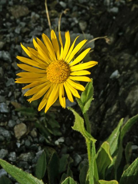 Kamzičník velkokvětý (Doronicum grandiflorum Lam.)