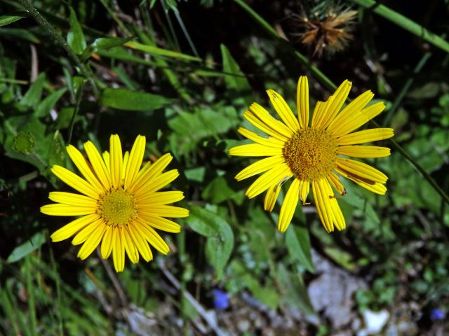 Kamzičník velkokvětý (Doronicum grandiflorum Lam.)