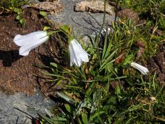 Zvonek (Campanula scheuchzeri Vill.) s bílými květy (1a)