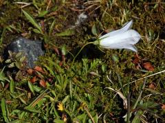 Zvonek (Campanula scheuchzeri Vill.) s bílými květy (1c)