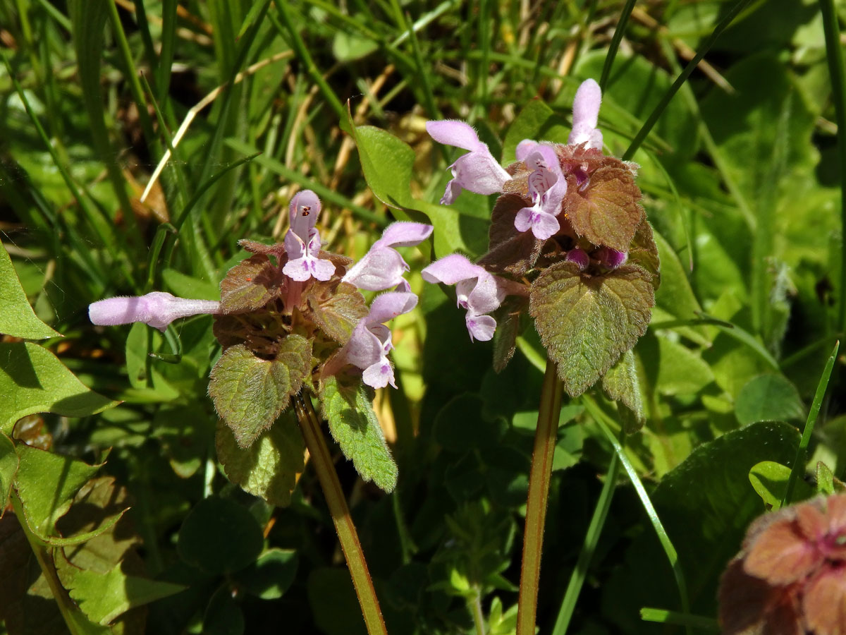 Hluchavka nachová (Lamium purpureum L.) (1a)