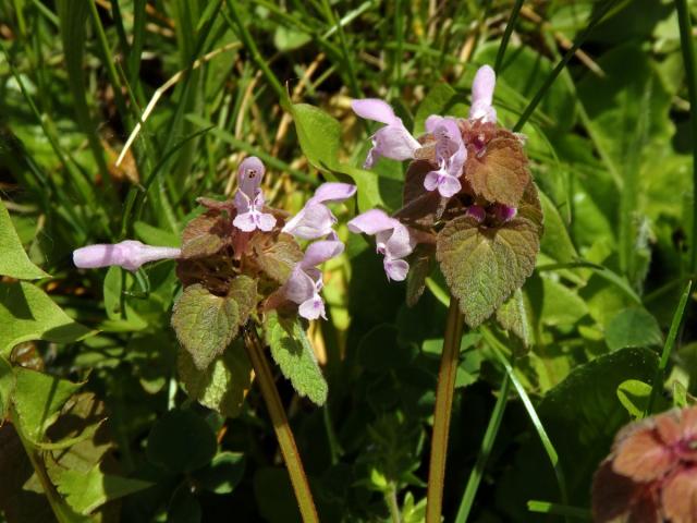 Hluchavka nachová (Lamium purpureum L.) (1a)