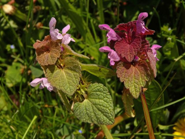 Hluchavka nachová (Lamium purpureum L.) (1b)