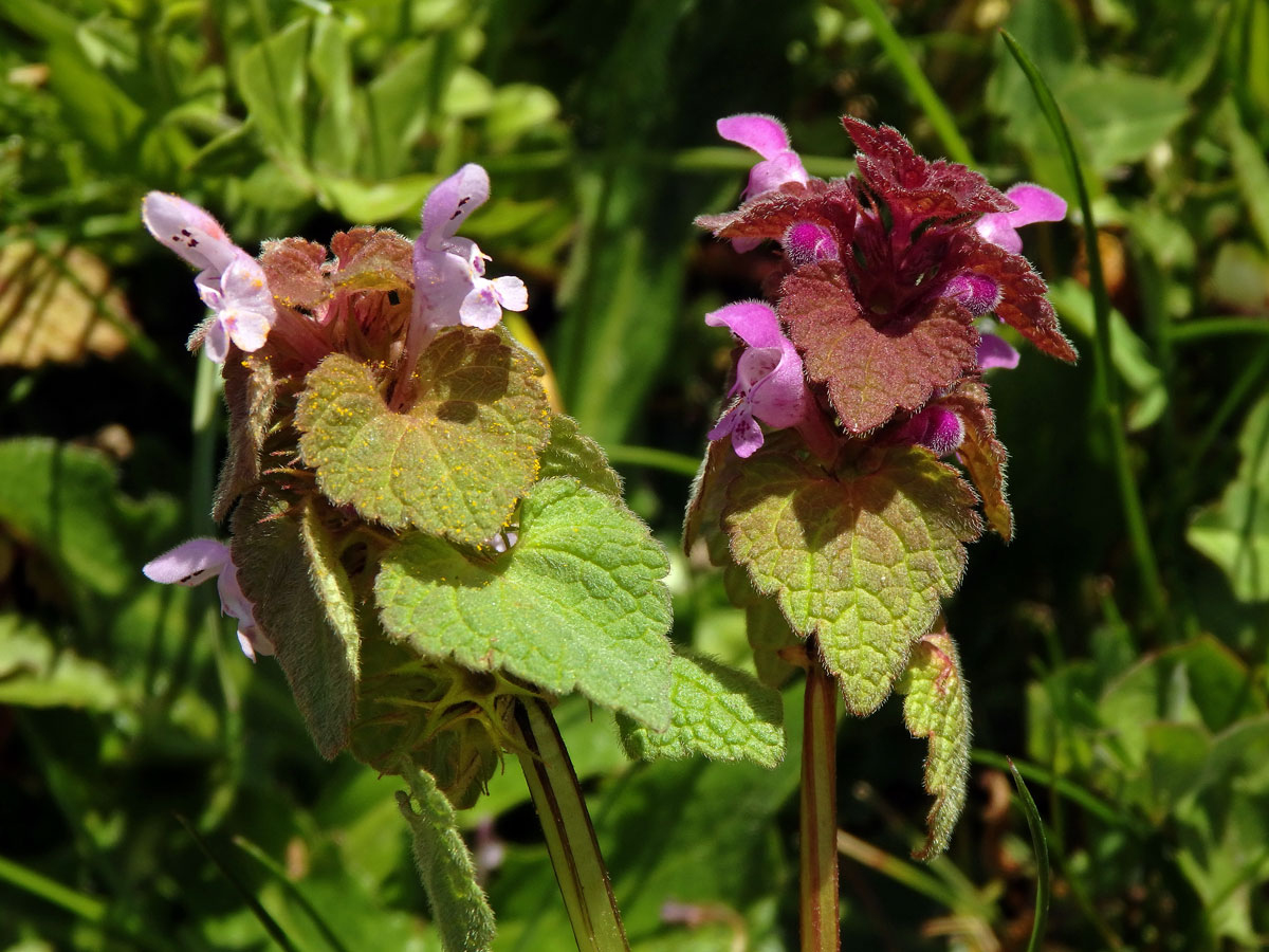 Hluchavka nachová (Lamium purpureum L.) (1c)