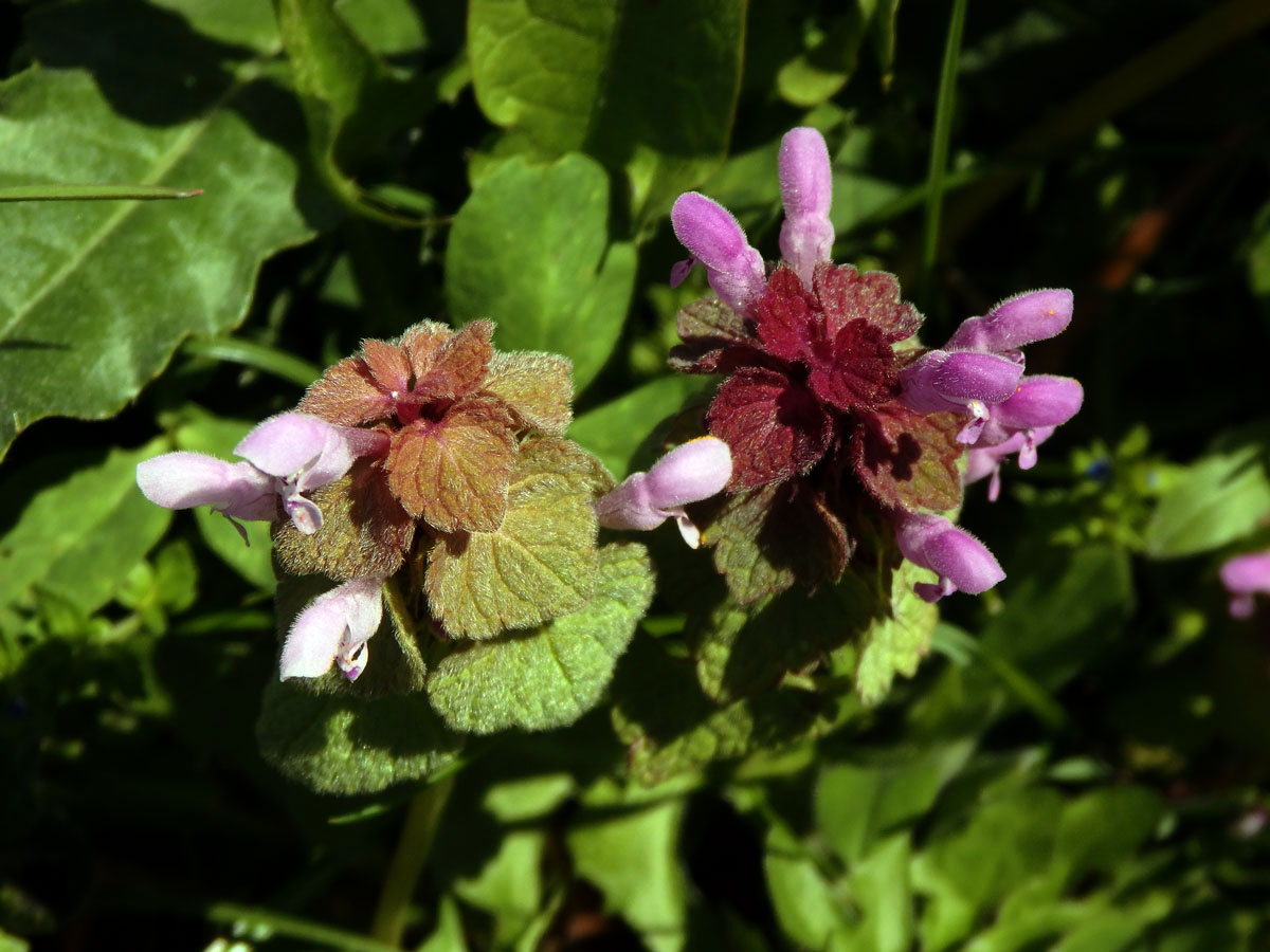 Hluchavka nachová (Lamium purpureum L.) (1d)