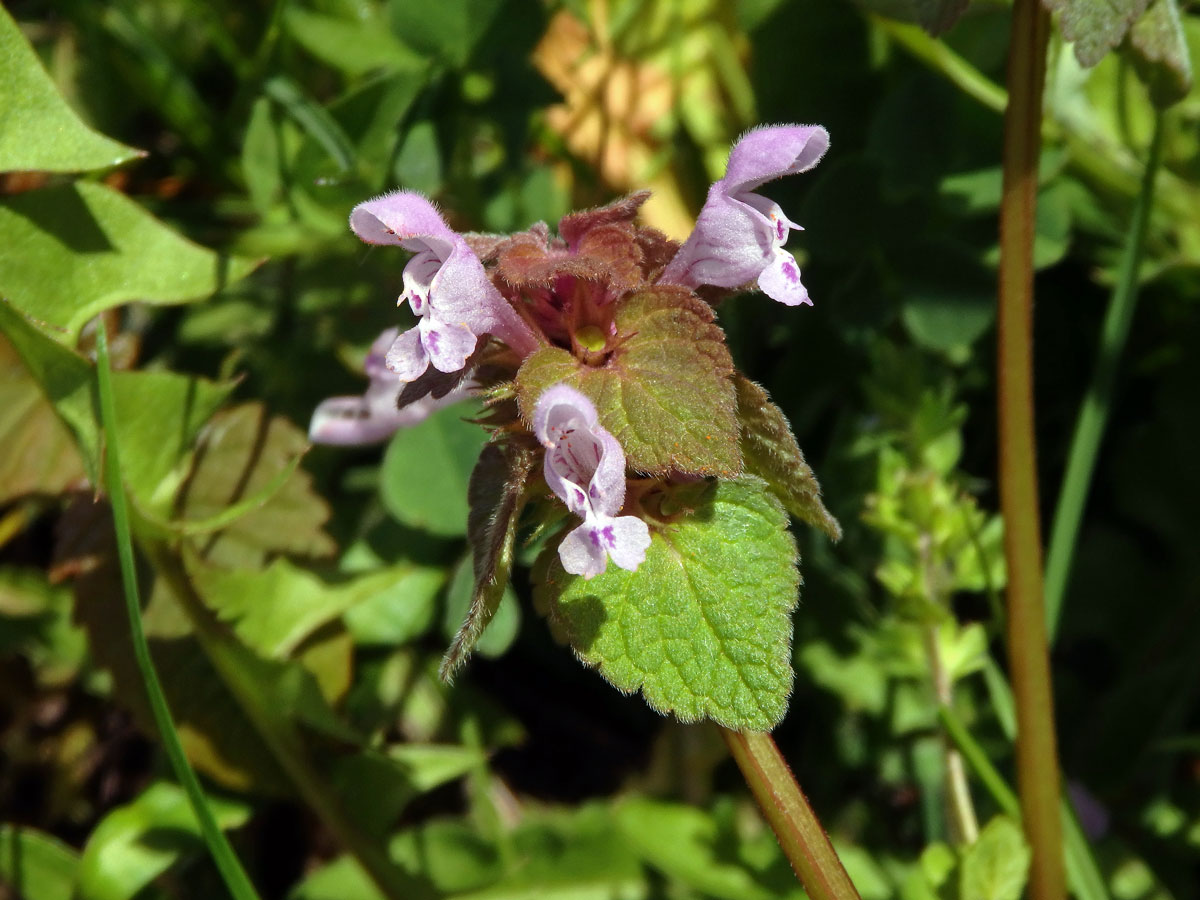 Hluchavka nachová (Lamium purpureum L.) (1e)