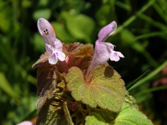 Hluchavka nachová (Lamium purpureum L.) (1f)