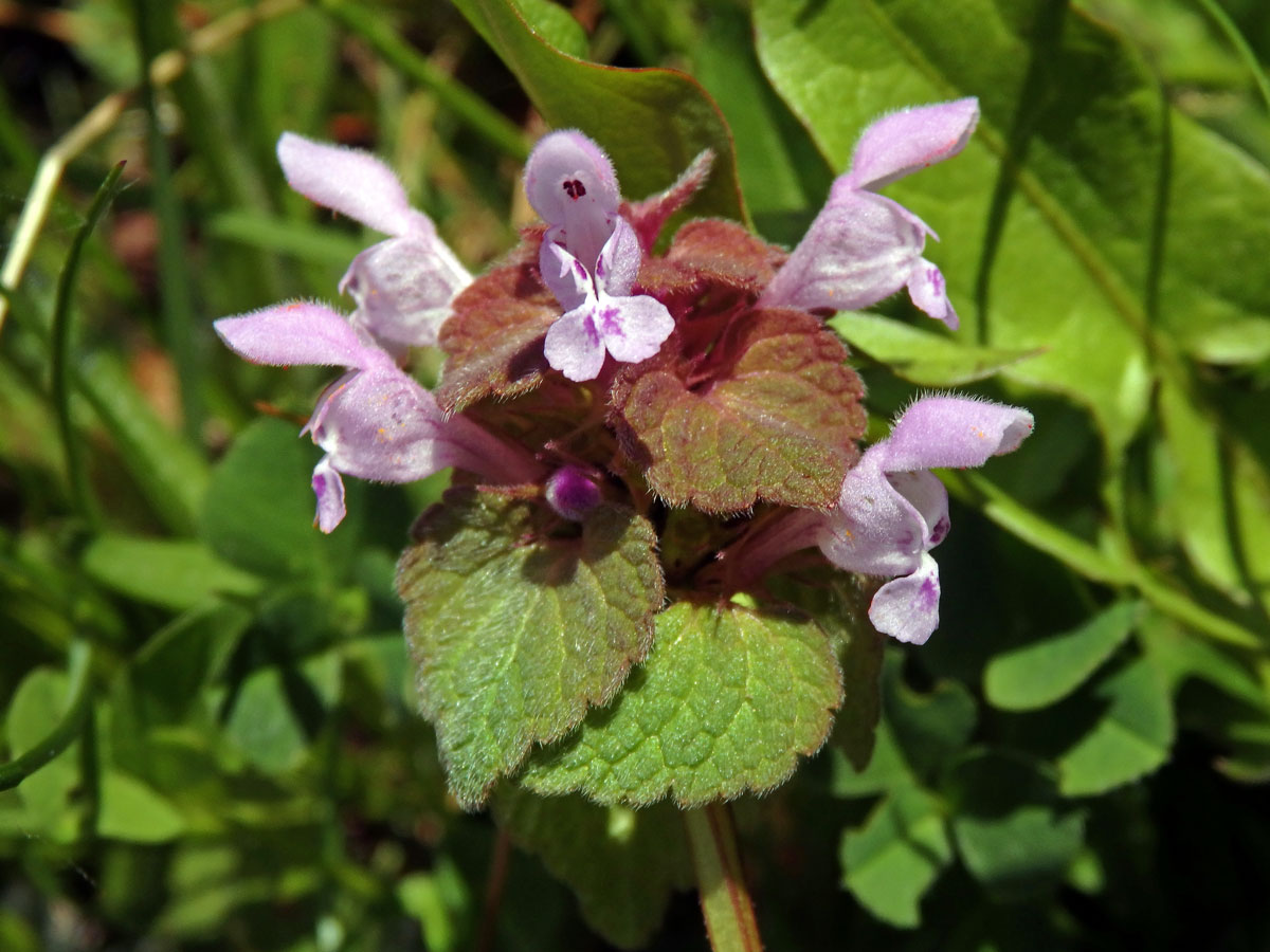 Hluchavka nachová (Lamium purpureum L.) (1g)